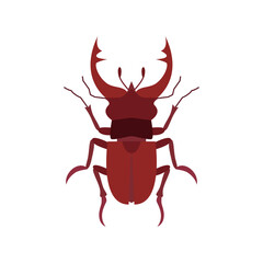 stag beetle isolated