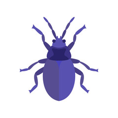 beetle illustration