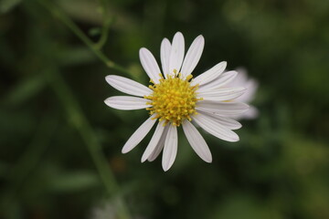 Obraz premium 까실쑥부쟁이