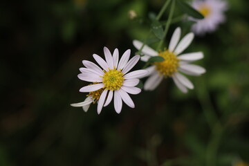 Obraz premium 까실쑥부쟁이