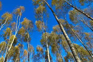 Birch forest in autumn Poland