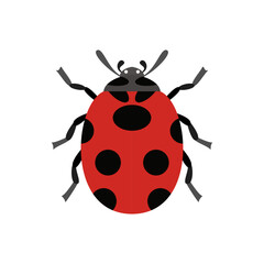 ladybug illustration