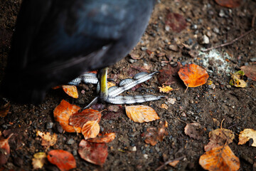 Coot bird claw and feet close-up against an autumnal orange leafy earthy ground backdrop 