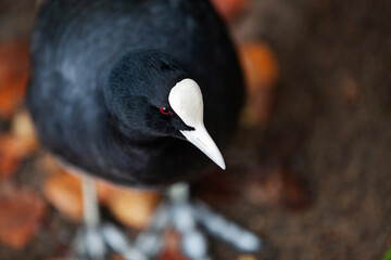 Birds eye view of a coot bird against an autumnal orange leafy ground backdrop 