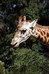 Portrait of a giraffe