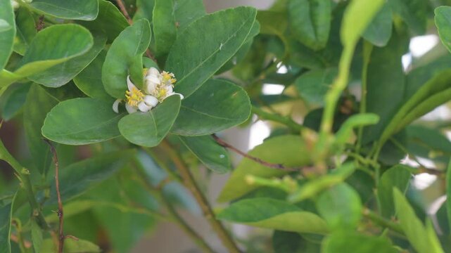Lemon citrus flowers grown in home garden. Lime flowers, blossom on tree, blurred background