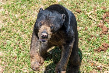 Fototapeta premium Cute Black Honey Sun Bear Standing on a Grassy Habitat