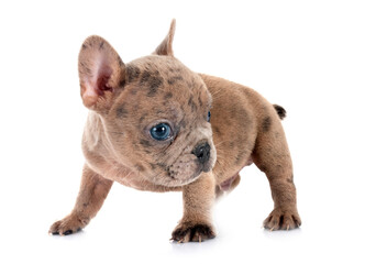 Obraz premium french bulldog in studio