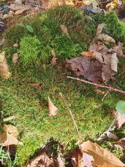 Green Moss in the autumn forest, colorful fallen leaves on the ground, Autumn Forest