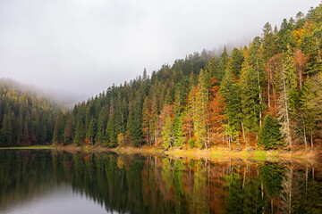 autumn landscape with lake in morning dappled light. scenic scenery among coniferous forest in carpathian mountains of ukraine