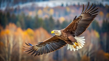 Obraz premium releasing a white tailed eagle macro photo