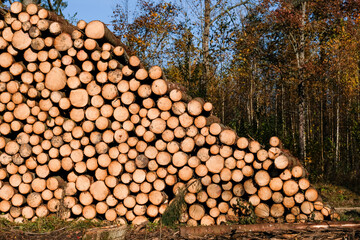 Logging, works in the forest, sawing trees, felled trees. Piles of timber in the forest. 