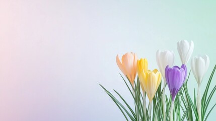 Fototapeta premium Vibrant bouquet of crocus flowers are bursting with color, symbolizing new beginnings and the beauty of nature's renewal