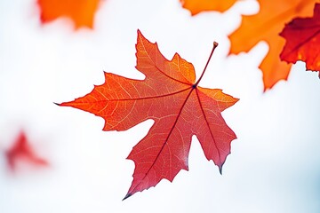Fototapeta premium Framed border of colorful autumn leaves on white
