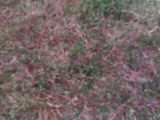 Abstrack, nature Bokeh background, green foliage of the forest. Green nature in blurry style for creative design