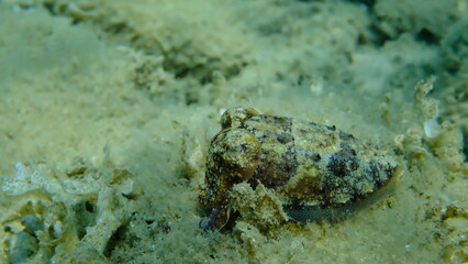 Common cuttlefish or European common cuttlefish (Sepia officinalis) undersea, Aegean Sea, Greece, Halkidiki, Pirgos beach