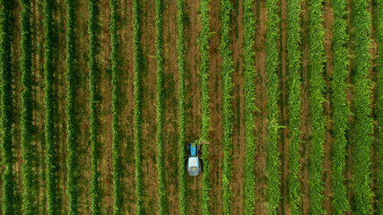 Tractor in vineyard