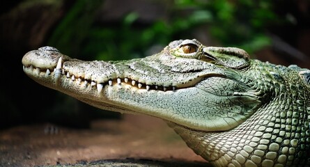 Fototapeta premium close up of a crocodile