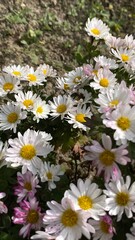 Fototapeta premium daisies in the garden