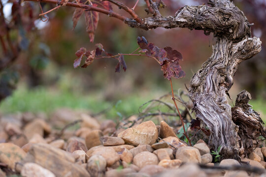 An aged, twisted vine stands resilient among rocky soil in a vineyard, representing strength and endurance under challenging natural conditions  in La Rioja Spain