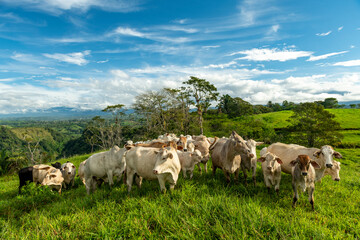Fototapeta premium Charbray cattle farm in Chiriqui, The Australian Charbray is an Australian breed of cattle derived from a cross between French Charolais cattle and American Brahman cattle. Panama - stock photo