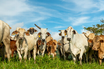 Charbray cattle farm in Chiriqui, The Australian Charbray is an Australian breed of cattle derived...