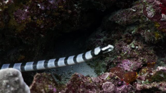 Black & White Banded Sea Snake - Banda sea in Indonesia