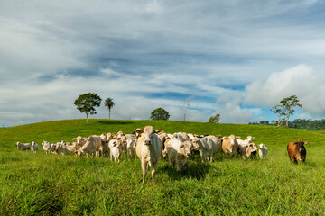 Charbray cattle farm in Chiriqui, The Australian Charbray is an Australian breed of cattle derived from a cross between French Charolais cattle and American Brahman cattle. Panama - stock photo