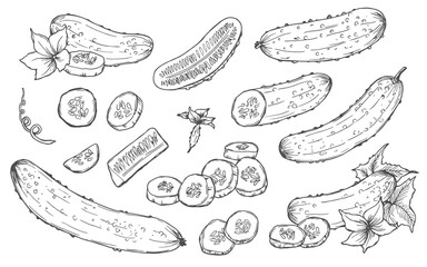 Cucumber hand drawn vector set. Isolated cucumber, sliced pieces and plant. Vegetable engraved style illustration. Farm market product.