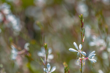 Delicate White Gaura Flower