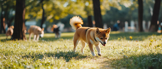 Shiba Inu Dog Enjoying a Dog-Friendly Park Sniffing Around and Exploring Nature