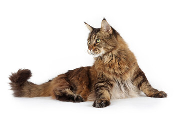lying Maine coon isolated on white. Giant cat 