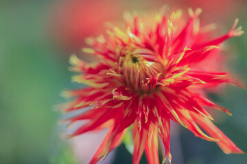 Autumn blooming plant Dahlia