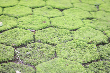 Hexagonal stone pavement covered with green moss, with scattered leaves and pebbles adding texture and detail.