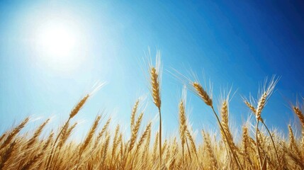 Obraz premium A breathtakingly expansive wheat field under a bright, clear blue sky, with the golden stalks waving gently in the wind.