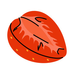 Fresh hand drawn strawberry drawing, showing the anatomy of a berry with internal and external details