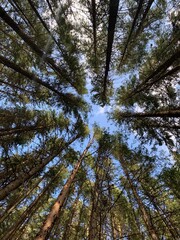 Fototapeta premium Forrest looking up