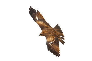 Bird of prey Black kite flying isolated on transparent background png file