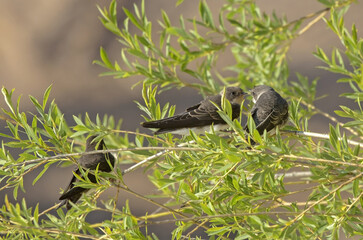 Young swallows sitting on willow branches. Common sand martin (Riparia riparia).