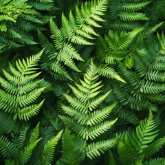 Fern Fronds Background Texture