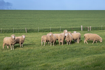 Obraz premium Flock of woolly sheep grazing in a lush green pasture, surrounded by trees and rural landscape in countryside, Australia
