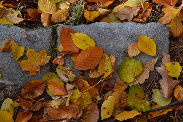 fallen autumn leaves