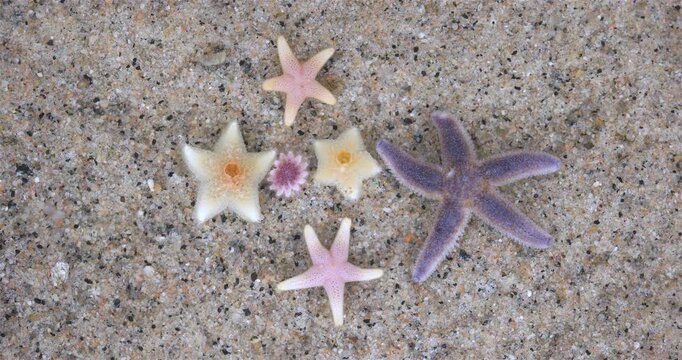 Young starfish: Crossaster papposus, Henricia, Asterias rubens, Pteraster militaris close-up. Inhabitants of the White Sea.