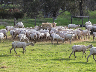 Fototapeta premium Sheared flock of sheep grazing and feeding in a rural pasture, highlighting farm life and the wool industry in Australia