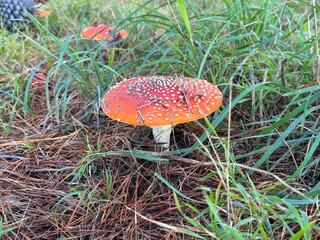 red fly agaric
