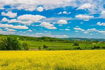 北海道　安平町の菜の花畑
