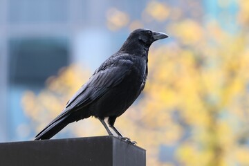 Black crow perched on a ledge with a blurred yellow and blue background