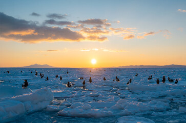 Sunrise at sea, an eagle resting on drift ice © yoshi