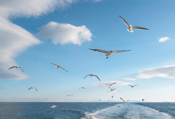 Splashing water from behind the boat and seagulls chasing the boat