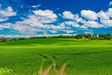 北海道　安平町の菜の花畑
